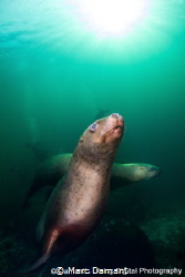 A Emerald Sea Siren. The Stellar Sea Lion swimming in the... by Marc Damant 